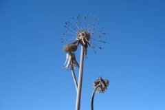 DSC02111